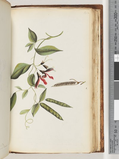Strona 182. Niezidentyfikowany zakład autorstwa Unknown artist