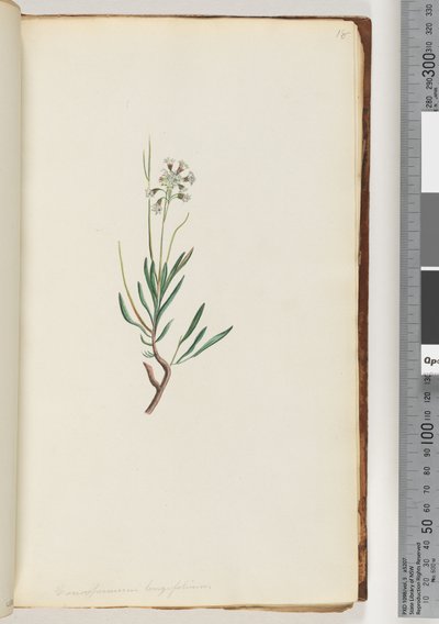 Strona 18. Conospermum longifolium Długie, szyszki liściowe autorstwa Unknown artist