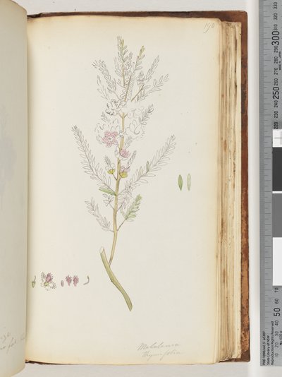 Strona 190. Melaleuca thymifolia / Miód tymiankowy, mirt autorstwa Unknown artist