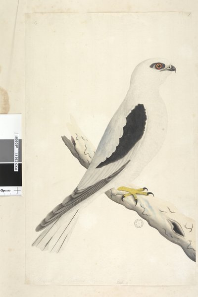 Strona 1. Falco, widziany w Augustacie w lewym dolnym rogu w innej ręce sie naturalnej wielkości. Kania czarna z łopatkami Elanus axillaris Elanus notatus, 1791-92 autorstwa Unknown artist