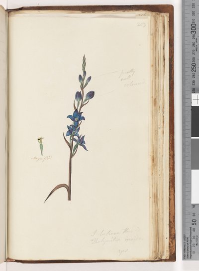 Strona 203. Myślę, że to jest Thelymitra ixioides / Spotted Sun Orchid autorstwa Unknown
