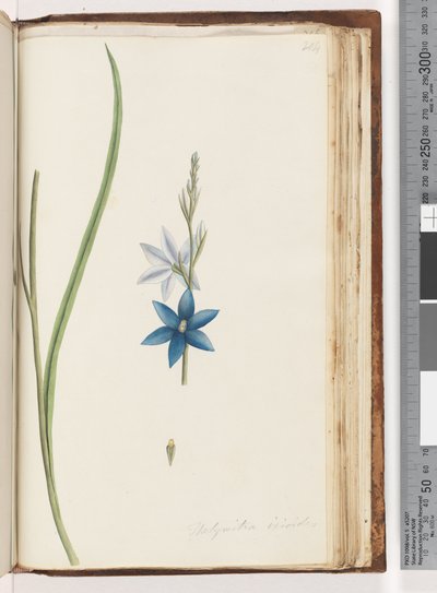 Strona 204. Thelymitra ixiodes / Spotted Sun Orchid autorstwa Unknown artist