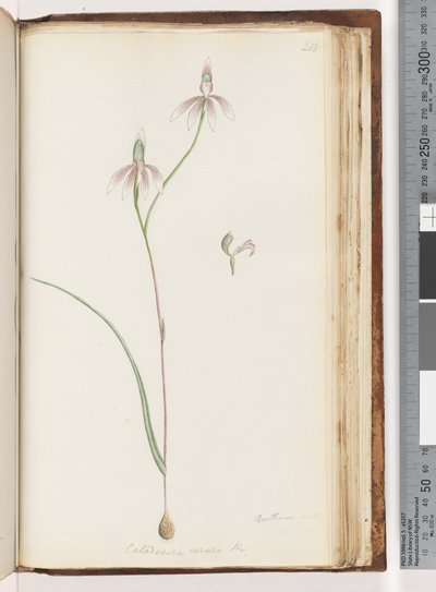 Aretuza na pewno? Caladenia carnea Br / Różowa Orchidea Palców autorstwa Unknown artist