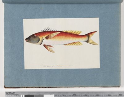 Strona 20. Niezidentyfikowane ryby autorstwa Unknown artist