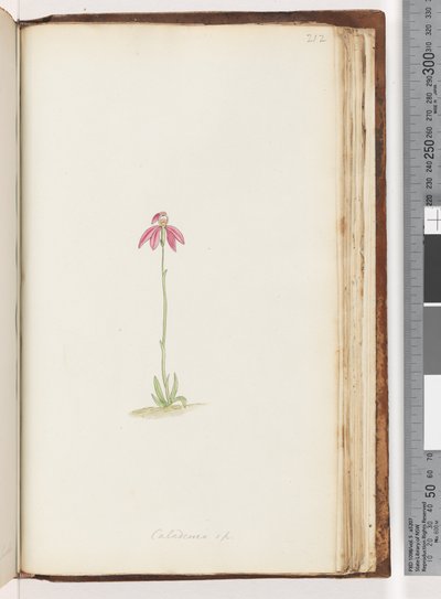 Strona 212. Caladenia sp autorstwa Unknown artist