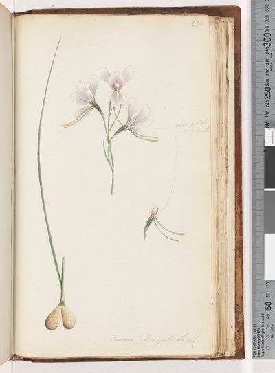 Strona 214. Diuris elongata Saracty? Fioletowa orchidea osła autorstwa Unknown