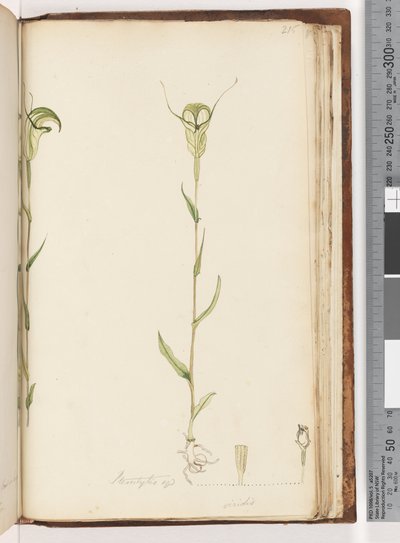 Strona 215. Pterostylis op / viridis autorstwa Unknown artist