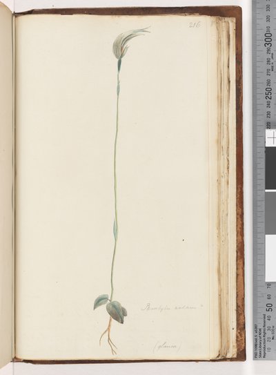 Strona 216. Pterostylis nutans? / autorstwa Unknown artist