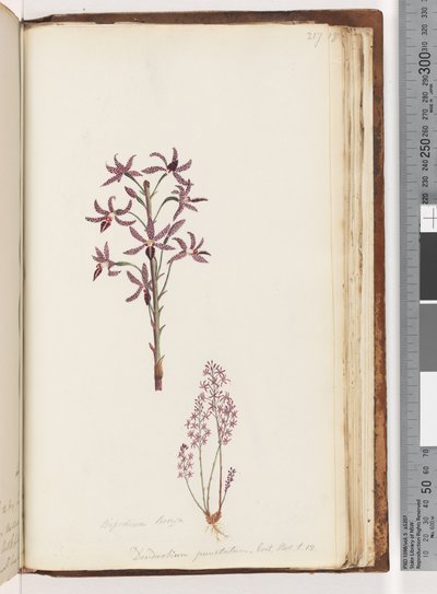 Strona 217. Dipodium Brown / Dendrobium punctatum. Egz. Nerw. T. 12. Hiacyntowa Orchidea autorstwa Unknown artist