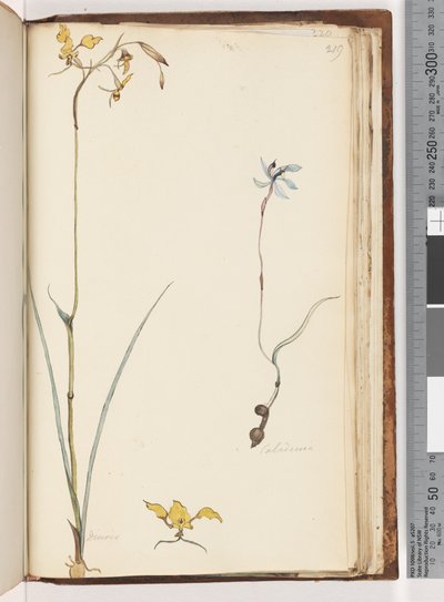 Strona 219. Caladenia / Diuris dwie rośliny autorstwa Unknown artist