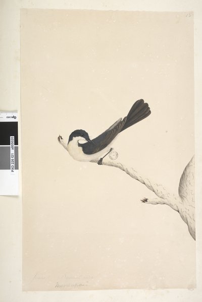 Strona 21. Musciopa. powyższy tytuł w innym rozdaniu Czerwiec. Naturalnej wielkości muchołówka niespokojna Myiagra inquieta Seisura inquieta, 1791-92 autorstwa Unknown artist