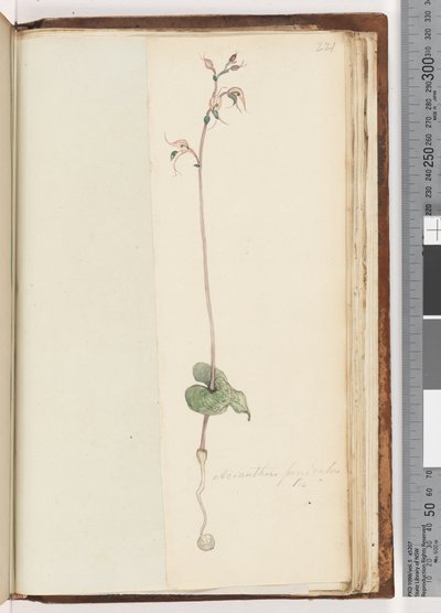 Strona 221. Acianthus fornicatus Br Pixie Caps autorstwa Unknown artist