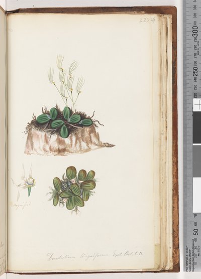 Strona 223. Dendrobium linguiforme Exot. Nerw. t. 11 Orchidea Języka autorstwa Unknown artist