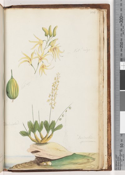 Strona 224. Dendrobium speciosum / Kamienna orchidea autorstwa Unknown artist