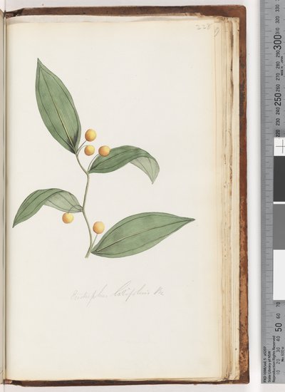 Strona 228. Eustrephus latifolius Br. Wombat Jagoda autorstwa Unknown artist