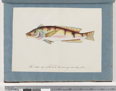 Strona 22. Niezidentyfikowane ryby autorstwa Unknown artist