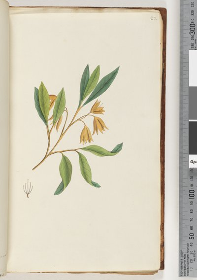 Strona 22. Niezidentyfikowana roślina autorstwa Unknown artist