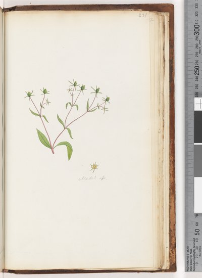 Strona 231. Madia sp autorstwa Unknown artist