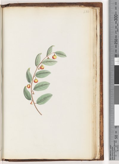 Strona 232. Niezidentyfikowany zakład autorstwa Unknown artist