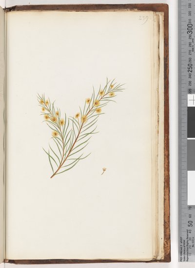Strona 239. Niezidentyfikowana roślina autorstwa Unknown artist