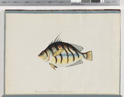 Strona 23. Niezidentyfikowana ryba autorstwa Unknown artist