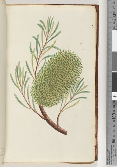 Strona 23. Nienazwana roślina kwitnąca autorstwa Unknown artist