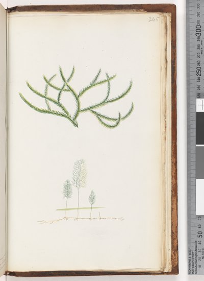 Strona 245. Brak napisu, niezidentyfikowana roślina autorstwa Unknown artist