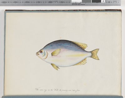 Strona 24. Niezidentyfikowana ryba autorstwa Unknown artist