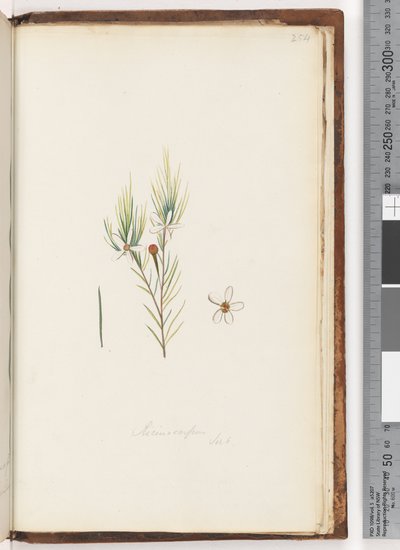 Strona 254. Ricinocarpus / ?? autorstwa Unknown artist