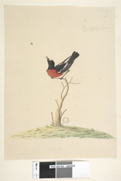 Strona 25. Samochód,ral,gar,yei,sar, naturalnej wielkości Scarlet Robin, samiec Petroica wielokolorowy, N.S.W., 1791-92 autorstwa Unknown artist