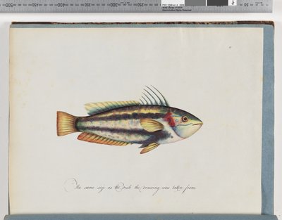 Strona 25. Niezidentyfikowane ryby autorstwa Unknown artist