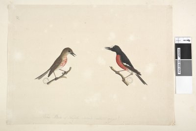 Strona 26. Dwa ptaki wyspy Norfolk autorstwa Unknown artist