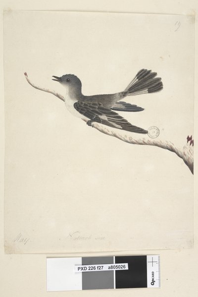 Strona 27. Maj. Rudzik z kapturem naturalnej wielkości, samica Melanodryas cucullata, 1791-92 autorstwa Unknown artist