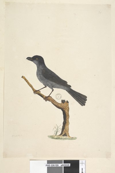 Strona 29. Kos Kos z wyspy Norfolk? Aplonis fuscus, samiec, 1791-92 autorstwa Unknown artist