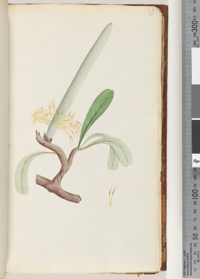 Strona 29. Wybrzeże Banksia autorstwa Unknown artist