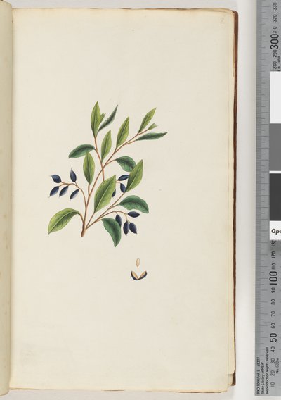 Strona 2. Niezidentyfikowana roślina autorstwa Unknown artist