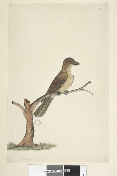 Strona 30. ...? Kos z Norfolk? Aplonis fuscus, samica, 1791-92 autorstwa Unknown artist