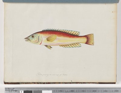 Strona 31. Niezidentyfikowane ryby autorstwa Unknown artist
