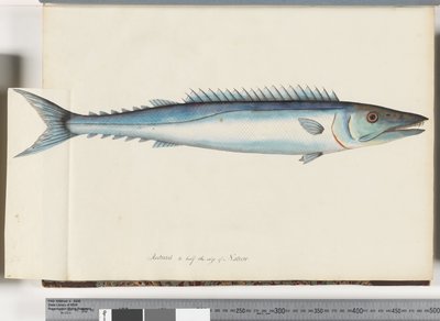 Strona 32. Barracouta autorstwa Unknown artist