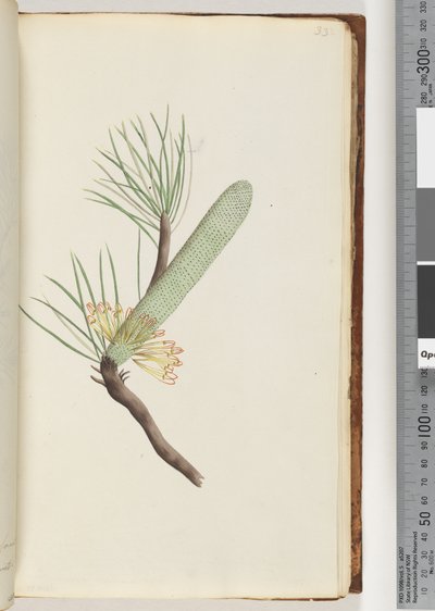 Strona 33. Roślina, Banksia spinulosa autorstwa Unknown artist