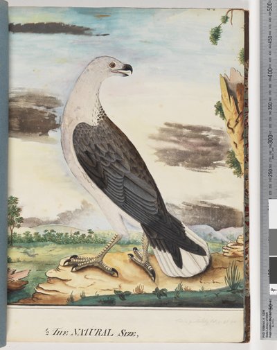 Strona 34. Bielik morski sprzymierzony z sokołem pachowym autorstwa Unknown artist