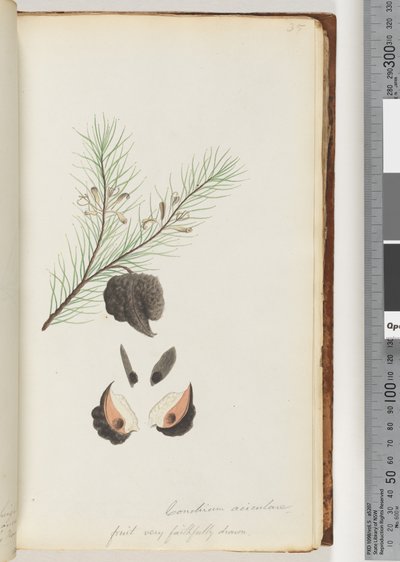 Strona 35. Conchium aciculare / Owoce bardzo wiernie rysowane krzak Hairy Needle autorstwa Unknown artist