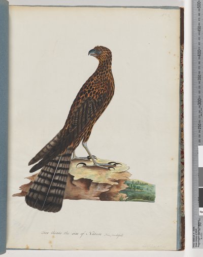 Strona 36. Czerwony jastrząb. Wypromieniowany Sokół autorstwa Unknown artist