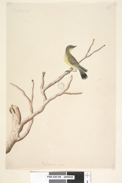 Strona 36. Wrzesień. Naturalna wielkość Żółtodziób zwyczajny Acanthiza nana, 1791-92 autorstwa Unknown artist