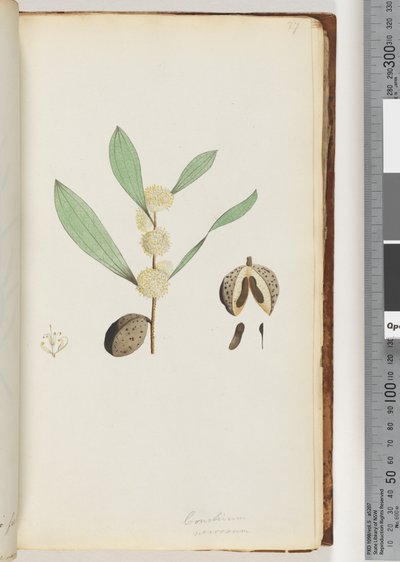 Strona 37. Conchium nervosum (akwarela) autorstwa Unknown artist
