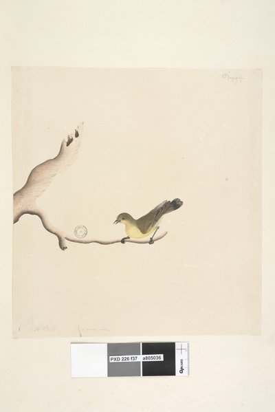 Strona 37. Październik. Naturalna wielkość Żółtodziób zwyczajny Acanthiza nana, 1791-92 autorstwa Unknown artist