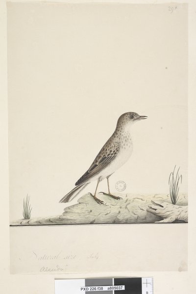Strona 38. Alundu? powyższy tytuł inną ręką Naturalna wielkość, lipiec Pipit Anthus australis, 1791-92 autorstwa Unknown artist