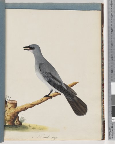 Strona 38. Niezidentyfikowany ptak, prawdopodobnie duży lanius autorstwa Unknown artist
