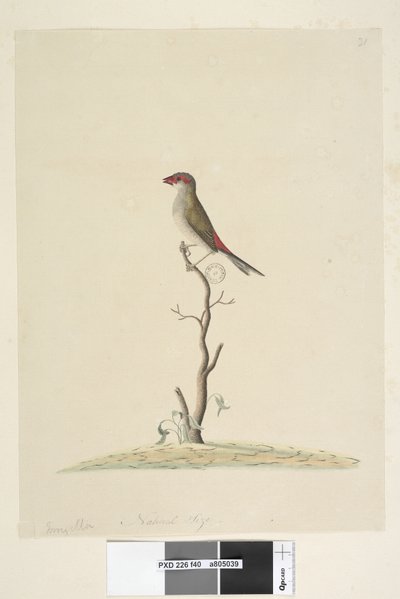 Strona 40. Obsługa Klienta. Naturalna wielkość Czerwona, Dziwonia czechosłowata Neochmia brevis Aegintha brevis, 1791-92 autorstwa Unknown artist