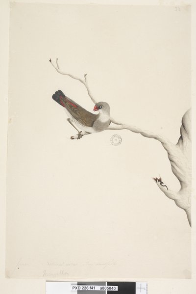 Strona 41. Fringilla. powyższy tytuł w innym rozdaniu Czerwiec. Naturalny rozmiar. Iris wątpliwy Diamond Firetail Stagonopleura guttata, niedojrzały, 1791-92 autorstwa Unknown artist